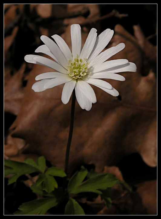 Anemone apennina / Anemone dell''Appennino