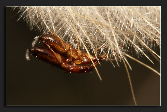 Demetrias atricapillus? no, Paradromius linearis