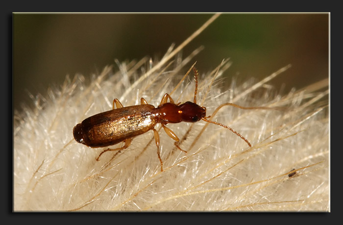 Demetrias atricapillus? no, Paradromius linearis