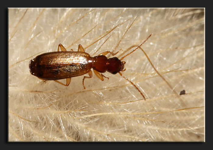 Demetrias atricapillus? no, Paradromius linearis