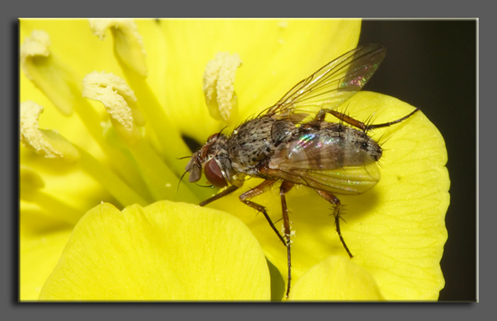 Tachinidae - Siphona sp.