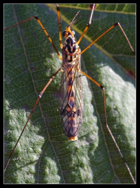 Diptera Tipulidae... Nephrotoma sp.?