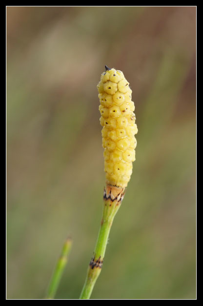 Equisetum ramosissimum / Equiseto ramosissimo