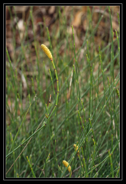 Equisetum ramosissimum / Equiseto ramosissimo