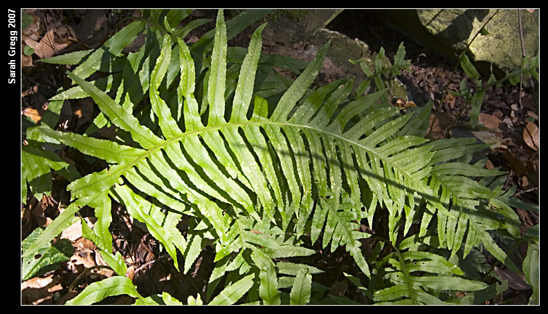 Polypodium cfr. cambricum