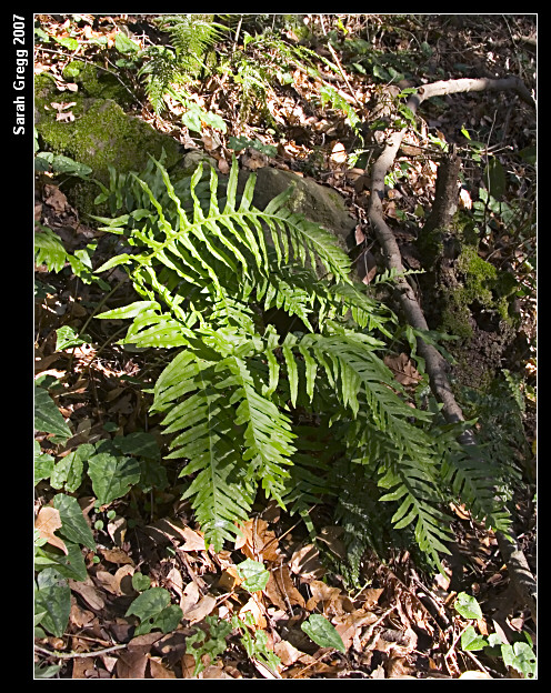 Polypodium cfr. cambricum