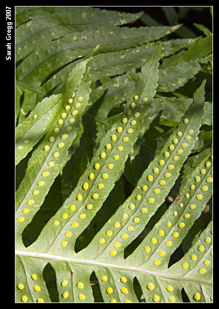 Polypodium cfr. cambricum