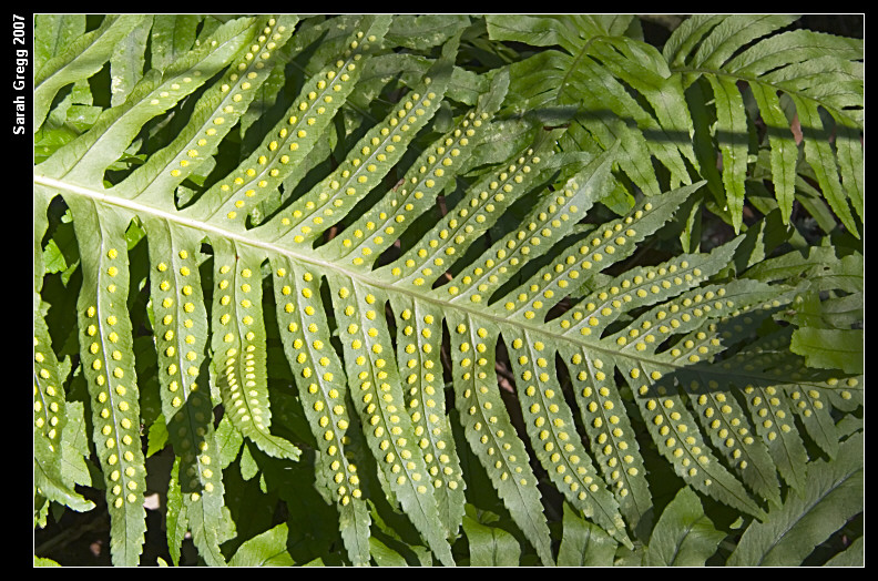 Polypodium cfr. cambricum