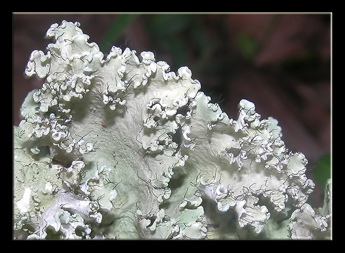 Parmotrema sp. - Lichene 