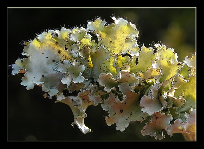 Parmotrema sp. - Lichene 