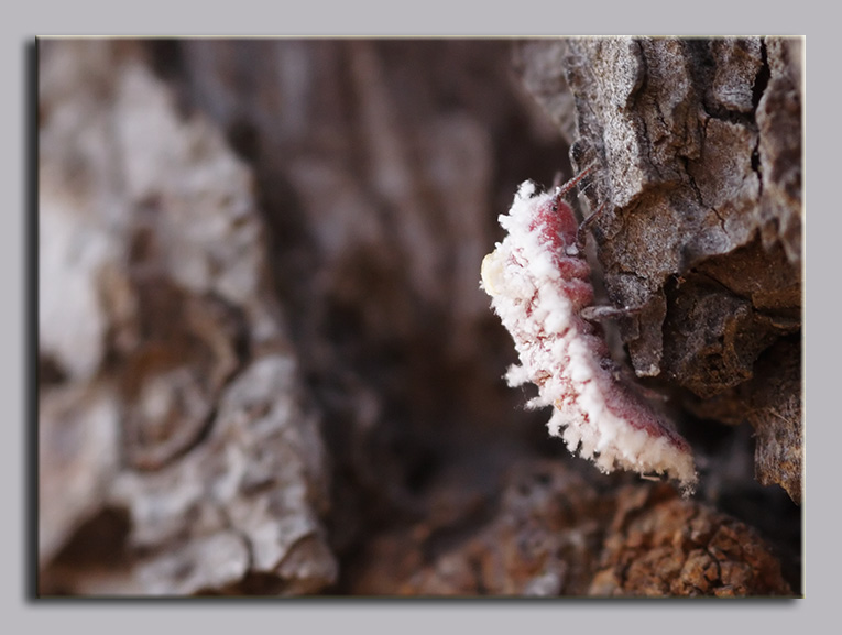 Questo chi ? (Cocciniglia)