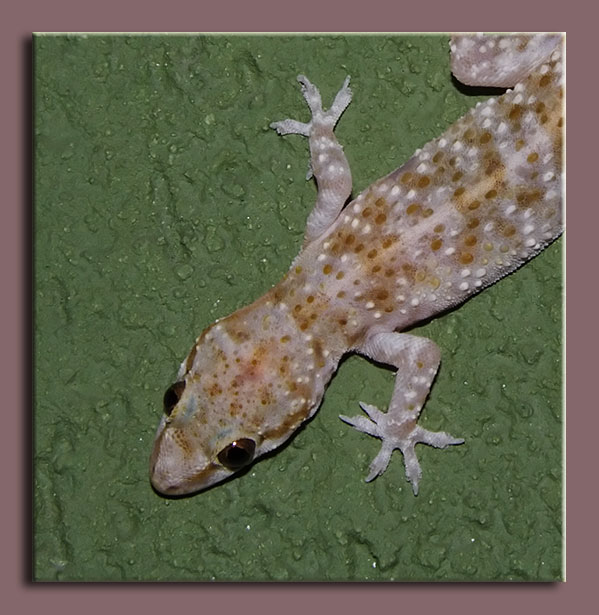 Hemidactylus turcicus