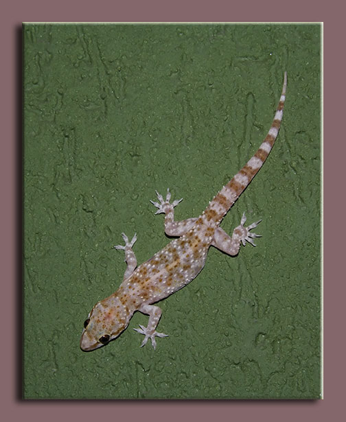 Hemidactylus turcicus