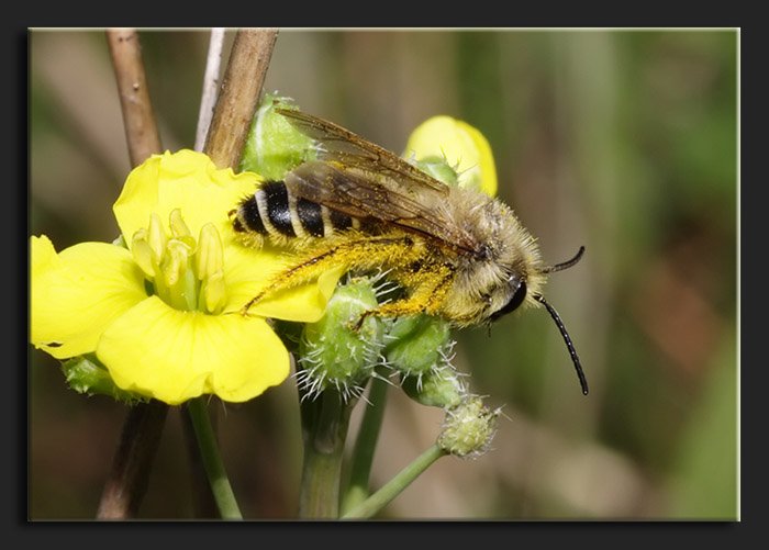 Hymenoptera impellicciato