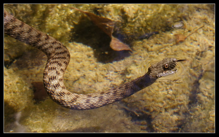 Natrix tessellata