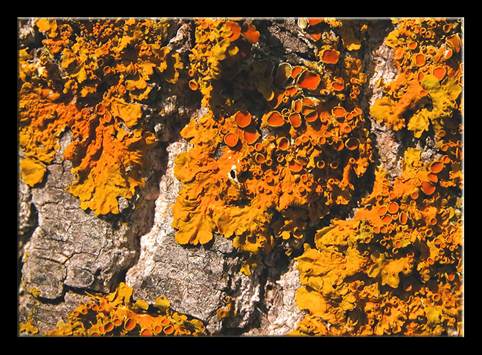 Lichene arancione Xanthoria parietina