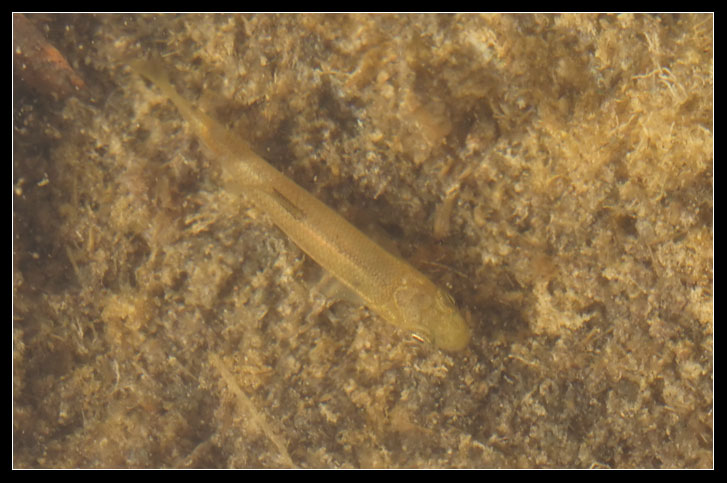 Pesci da Rio Fiume (Tolfa): Leuciscus souffia