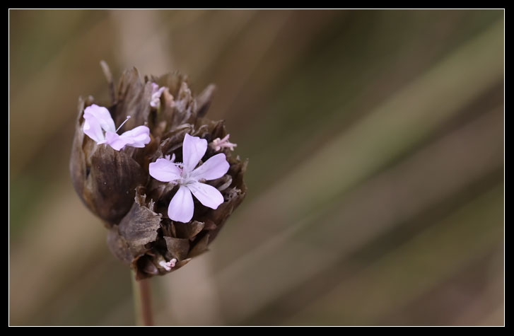 Petrorhagia prolifera / Garofanina annuale