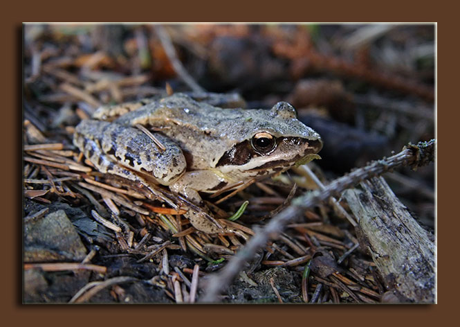 Rana dalmatina