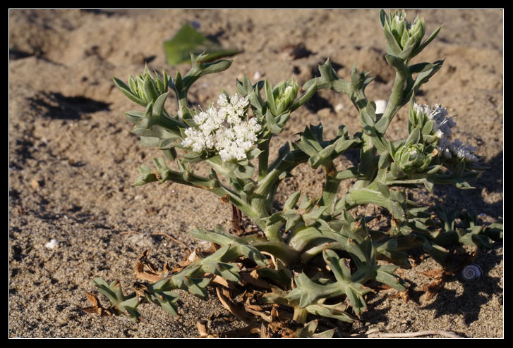 Echinophora spinosa / Finocchio litorale spinoso