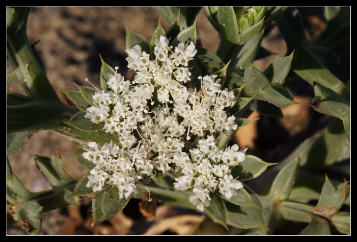 Echinophora spinosa / Finocchio litorale spinoso