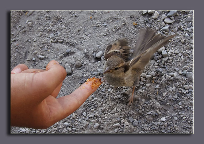 Passer domesticus italiae.