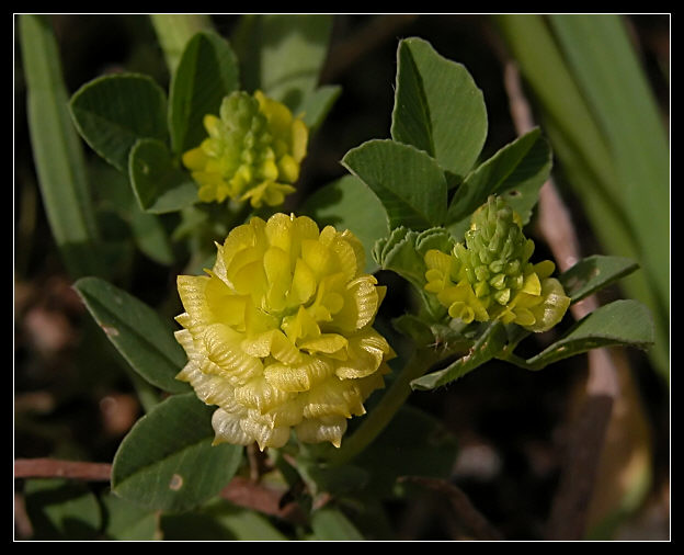 Trifolium campestre