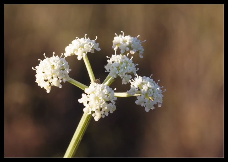 Seseli tortuosum / Finocchiella mediterranea