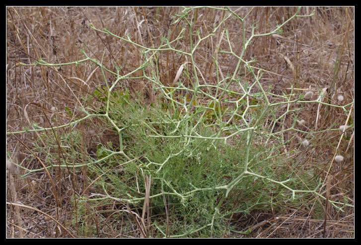 Seseli tortuosum / Finocchiella mediterranea