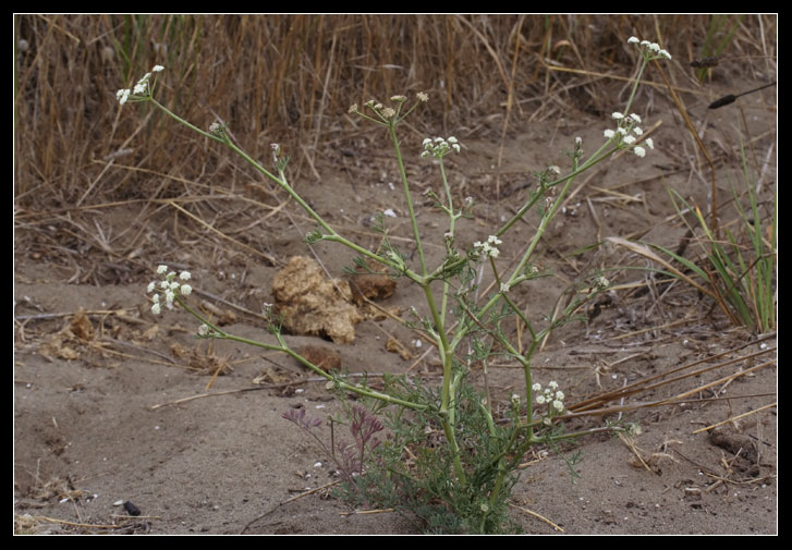 Seseli tortuosum / Finocchiella mediterranea