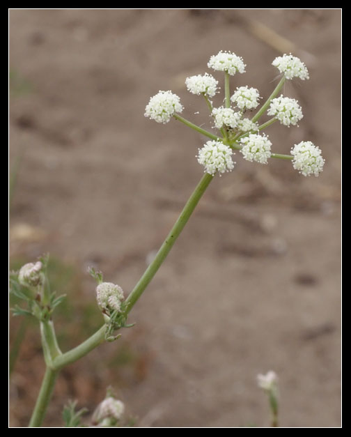 Seseli tortuosum / Finocchiella mediterranea