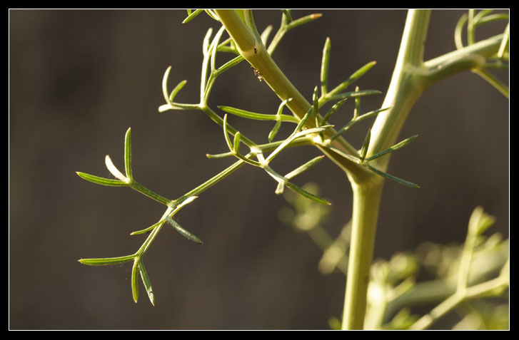 Seseli tortuosum / Finocchiella mediterranea