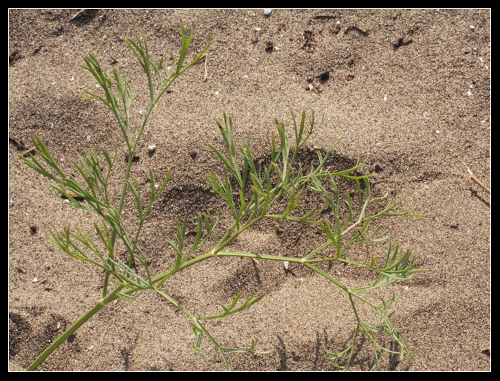 Seseli tortuosum / Finocchiella mediterranea