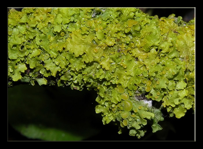 Xanthoria parietina  - Lichene foglioso verde