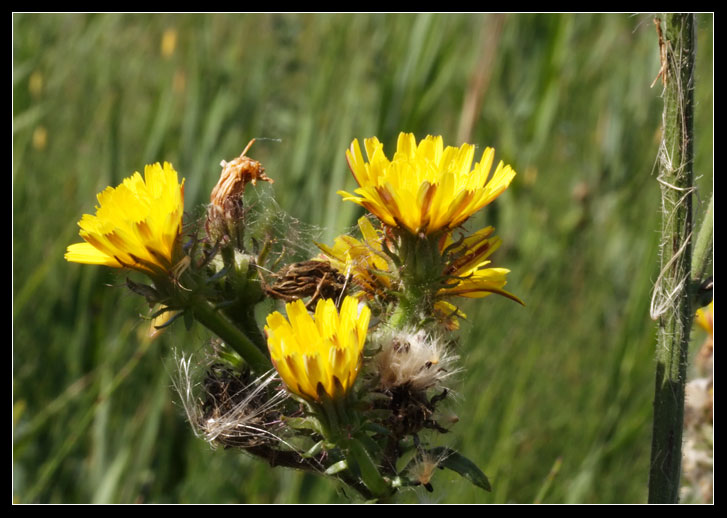 Picris hieracioides  / Aspraggine comune