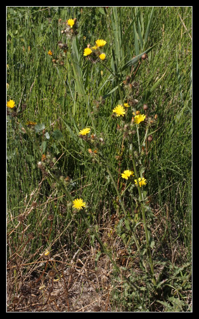 Picris hieracioides  / Aspraggine comune