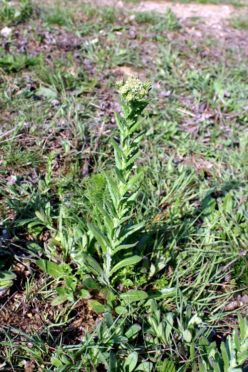 Lepidium draba / Cocola, lattona