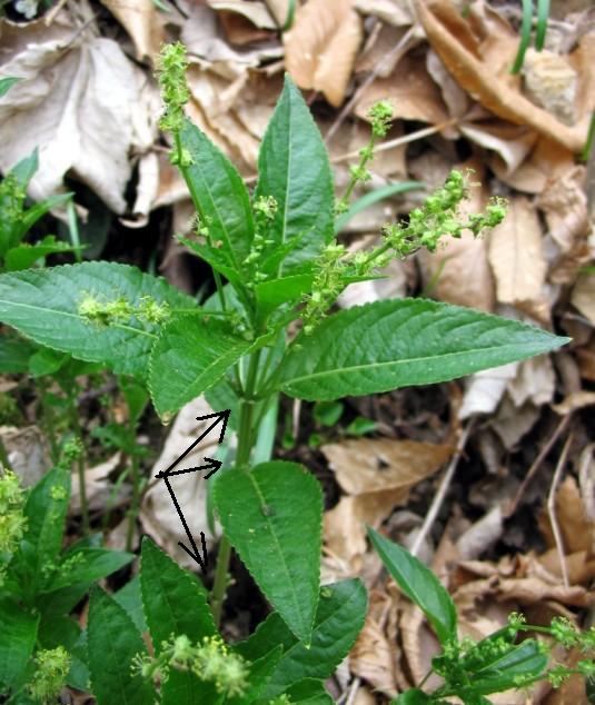 Mercurialis perennis / Mercorella bastarda