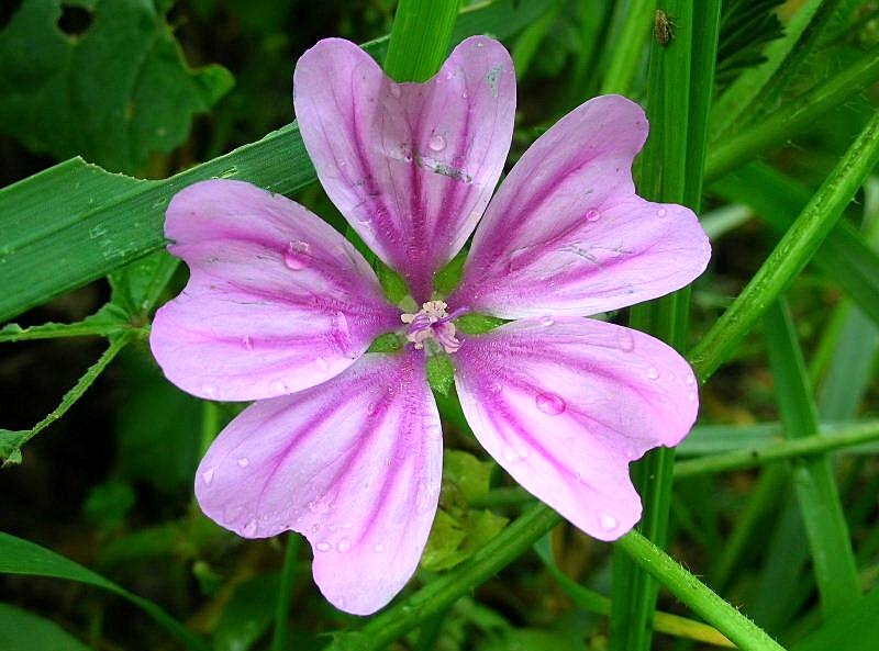 Malva sylvestris / Malva selvatica