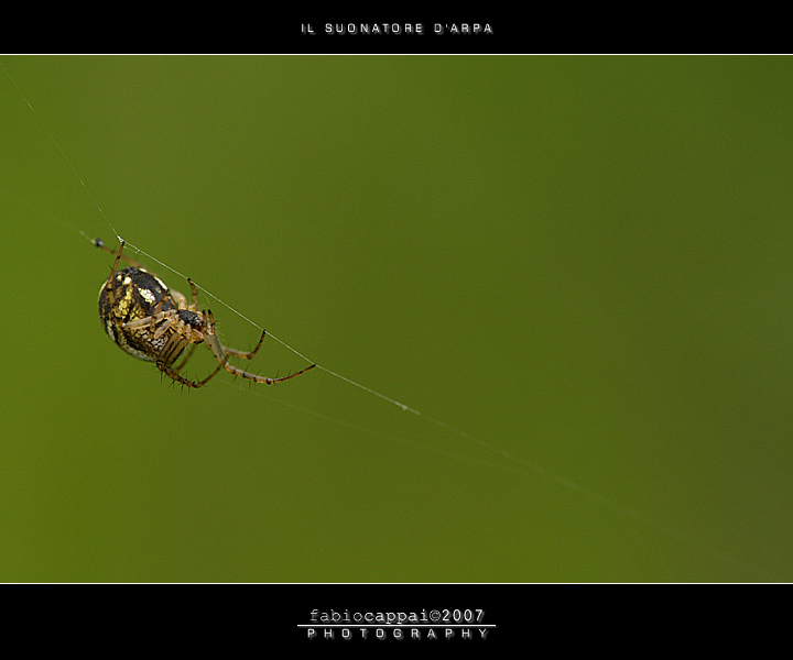 :: IL SUONATORE D''ARPA...