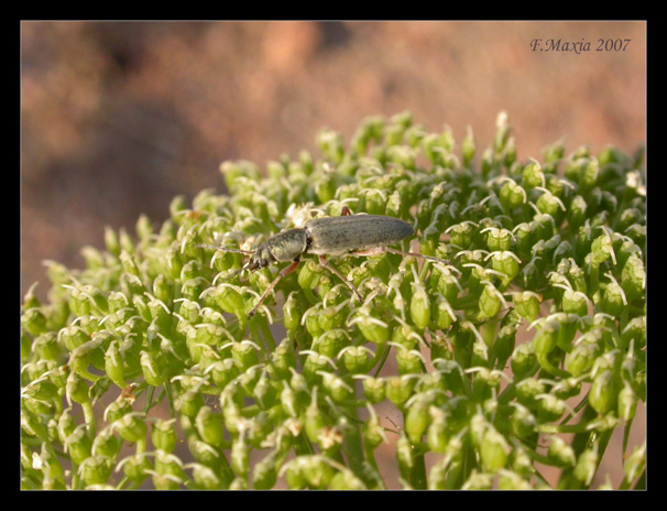 Probosca viridana