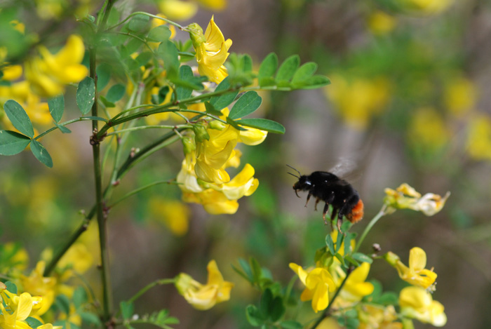 sinfonia in giallo - Coronilla emerus