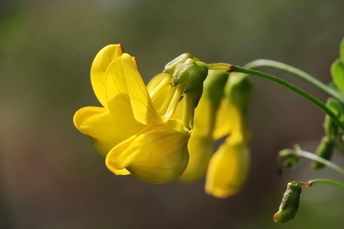 sinfonia in giallo - Coronilla emerus