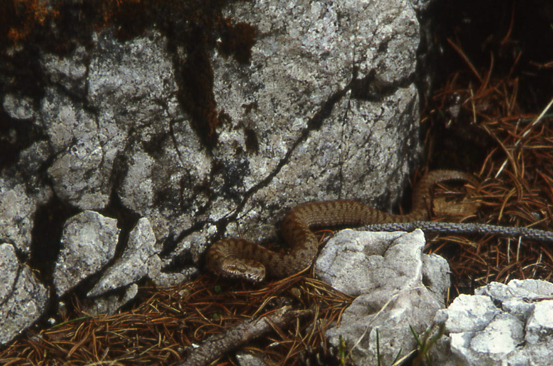 Vipera berus