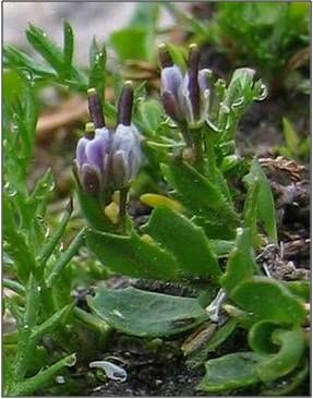 Arabis caerulea / Arabetta celeste