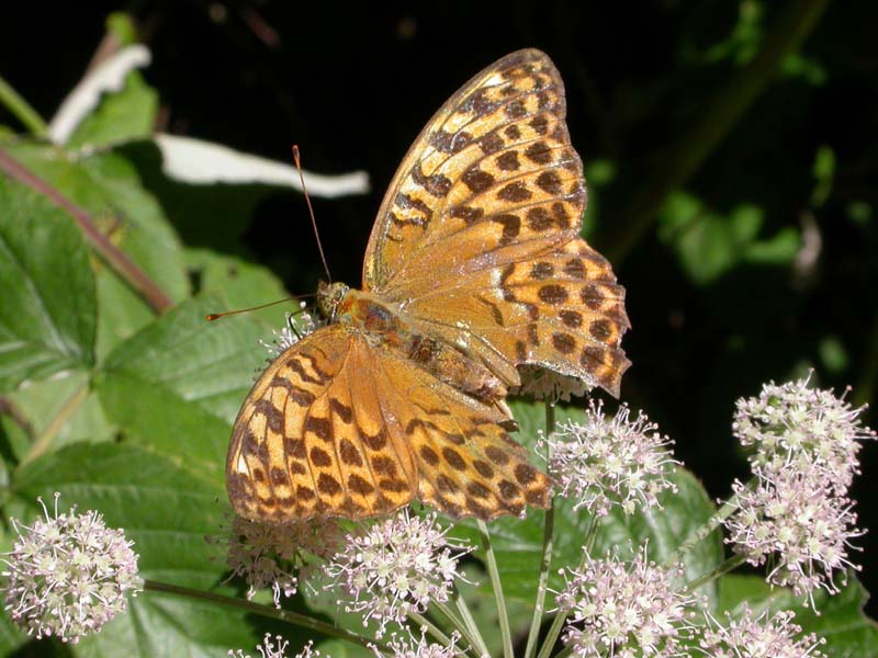 Dal Trentino: Argynnis paphia