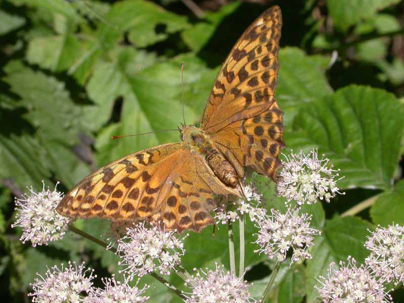 Dal Trentino: Argynnis paphia