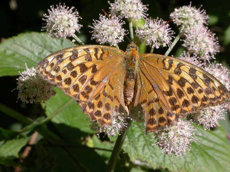 Dal Trentino: Argynnis paphia