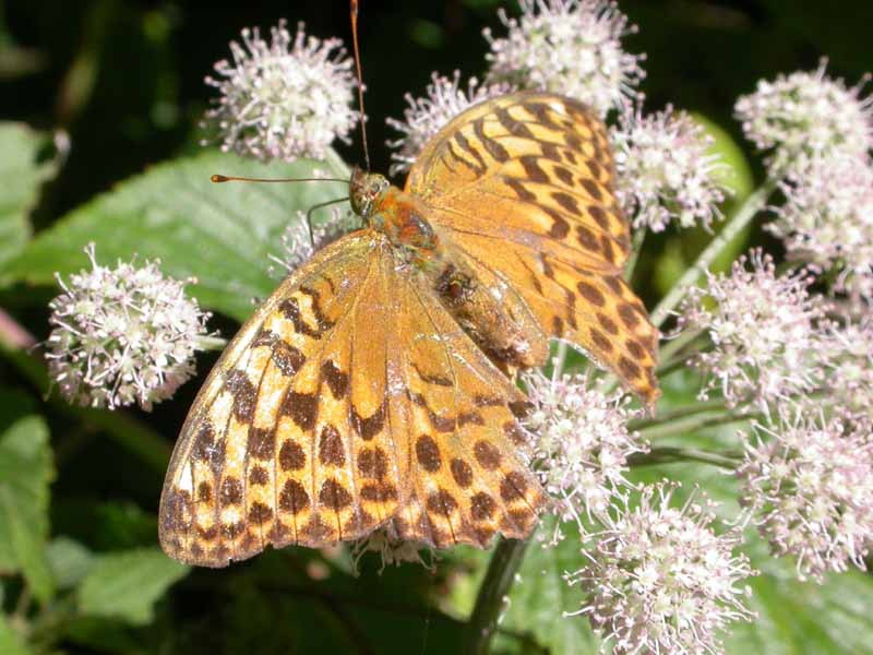 Dal Trentino: Argynnis paphia