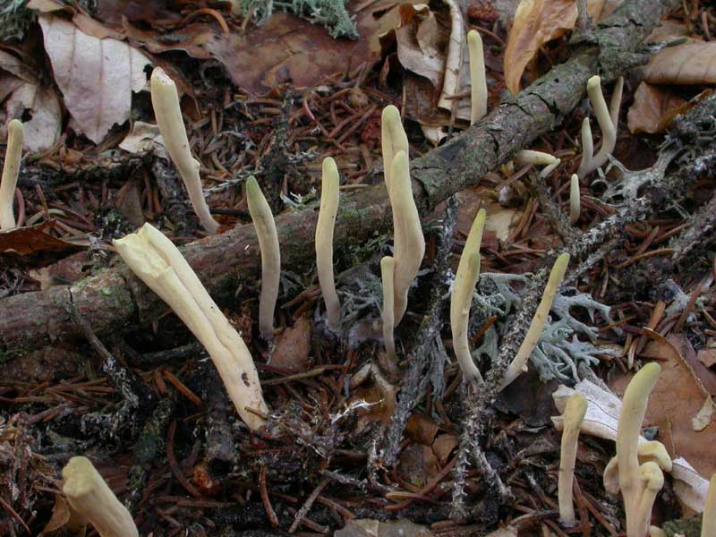 Clavariadelphus ligula (Schaeff.) Donk